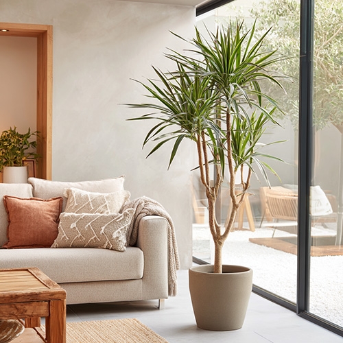 Dracaena en pot au feuillage graphique dans un salon lumineux près d’une grande baie vitrée